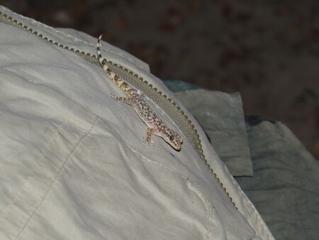 Nueva Sp Gecko Rbtc 4