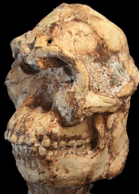Litte Foot Skull