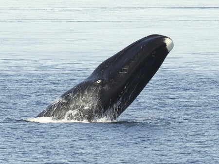 Ballena Boreal