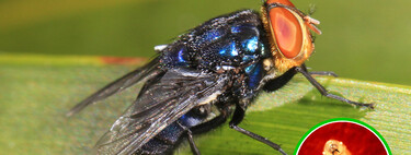 El gusano barrenador es un problema para México y solo existe una solución