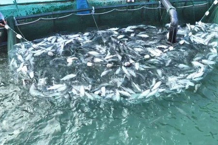 China Desierto Peces