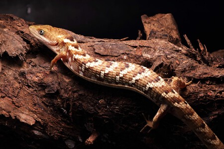 Lagartija Caiman001 1536x1023