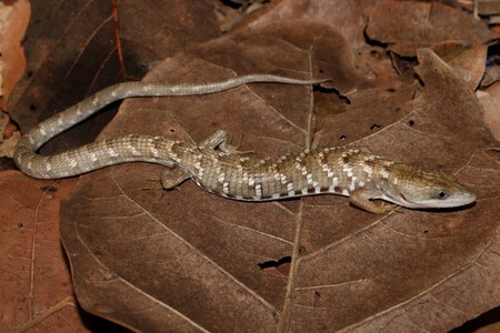 Lagartija Caiman002 1536x1023