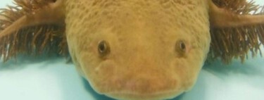 Hemos contaminado tanto el lago de Pátzcuaro que los ajolotes están al borde de la extinción: ahora la ciencia lucha por salvarlos