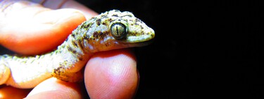 Alguien le tomó una foto a esta fascinante salamanquesa en Tehuacán. Resultó ser una especie jamás vista en el planeta