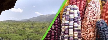 Huesos de animales revelan el secreto sobre el origen del maíz en México: así fue como el clima cambió nuestra dieta