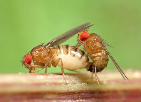 Mating Fruit Flies Drosophila Sp By Caramosca Flickr Cc