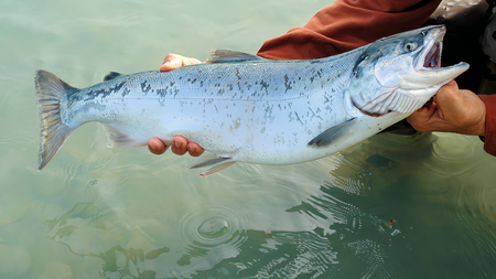 La Reduccion Del Tamano De Especies Clave Como El Abadejo De Alaska O El Salmon Del Atlantico Implica Perdidas Millonarias En Toneladas De Proteina De Alta Calidad