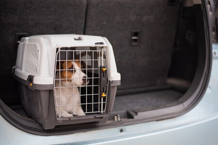 Perro Auto Transporte Cdmx Multa