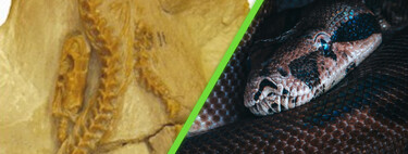 La serpiente de 34 millones de años que apareció en EE.UU. y está obligando a replantear la evolución de su especie 