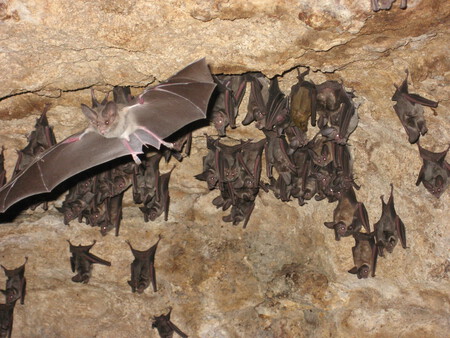 Murcielago Orejon Mexicano