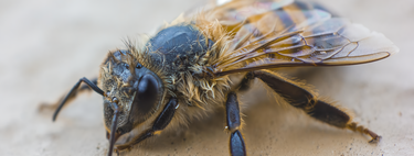 Esta “barrita energética” puede revolucionar a las abejas al mantenerlas vivas sin polen 