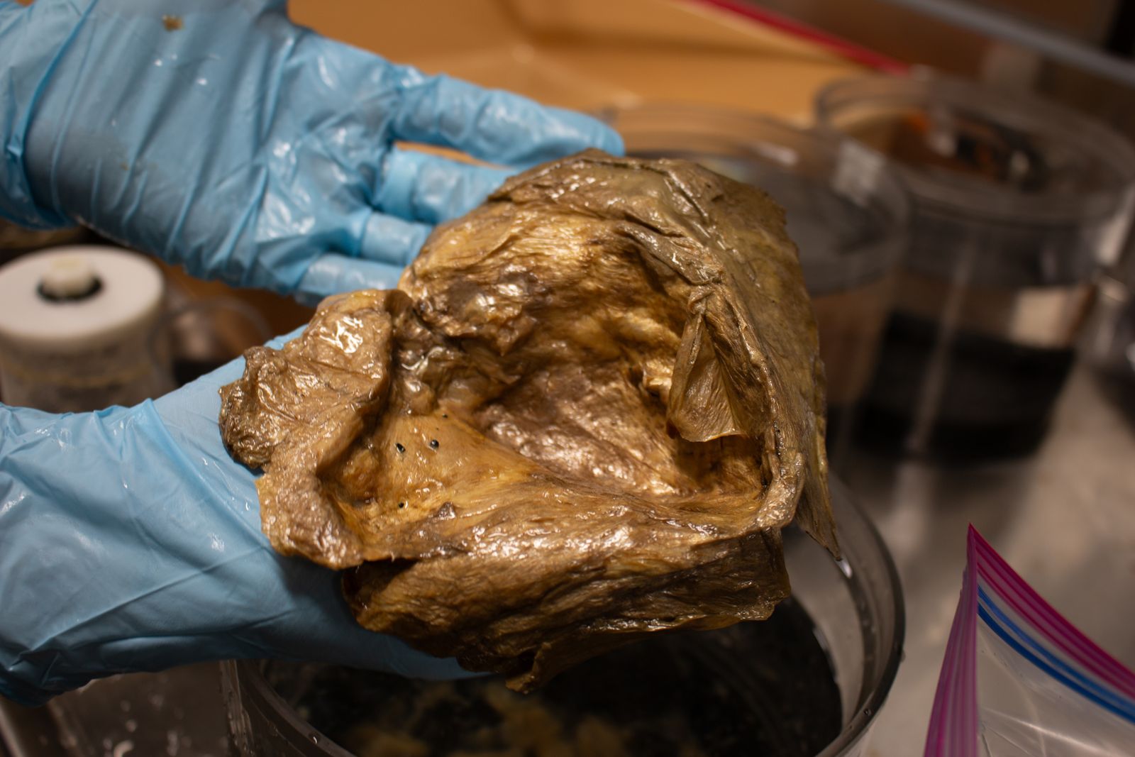 Acercamiento a la cutícula que se desprendió de la anmona gigante.