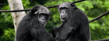 La violenta división de una comunidad de chimpancés replantea por qué los humanos hacemos guerras