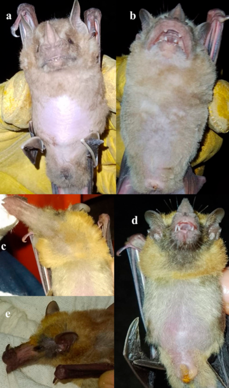 Alopecia In Two Bat Species Captured In Atotonilco Huehuetlan El Grande Puebla A And