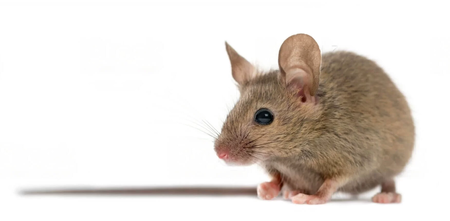 Ratón