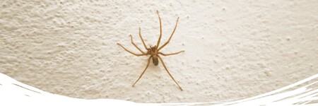 Aranarincon