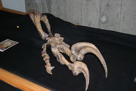 Megaraptor Hand
