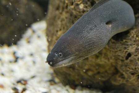 Anguila