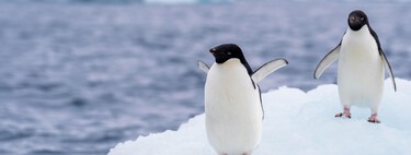 Hemos descubierto algo inusual sobre los pingüinos: su caca ayuda a formar nubes en la Antártida 