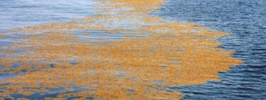 Conoce el Mar de los Sargazos, el único que no tiene playas: qué es y dónde se encuentra