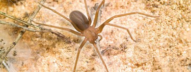 Araña violinista: cómo identificar la telaraña de la araña del rincón. Qué hacer si te la encuentras y cómo evitar su picadura 