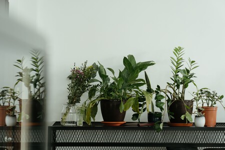 Plantas De Interior