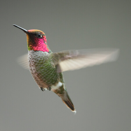 Calypte Anna
