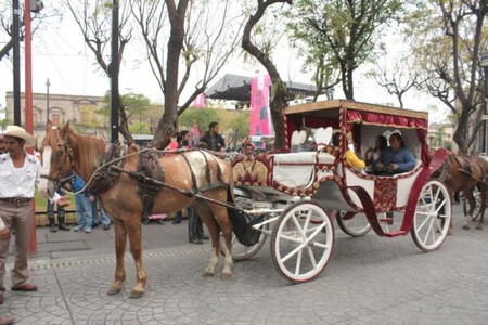 Calandria Guadalajara