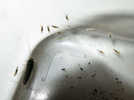 Larvas De Peces De Plata