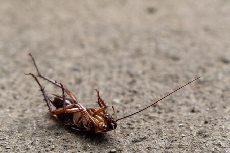 Cucaracha Muerta