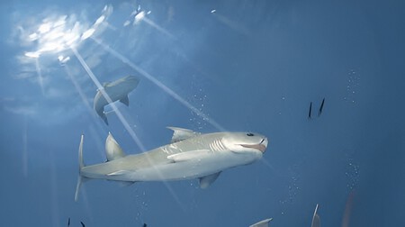 Tiburones