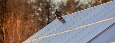 Creíamos que los paneles solares acabarían con la fauna. Resulta que los animales los prefieres como refugios