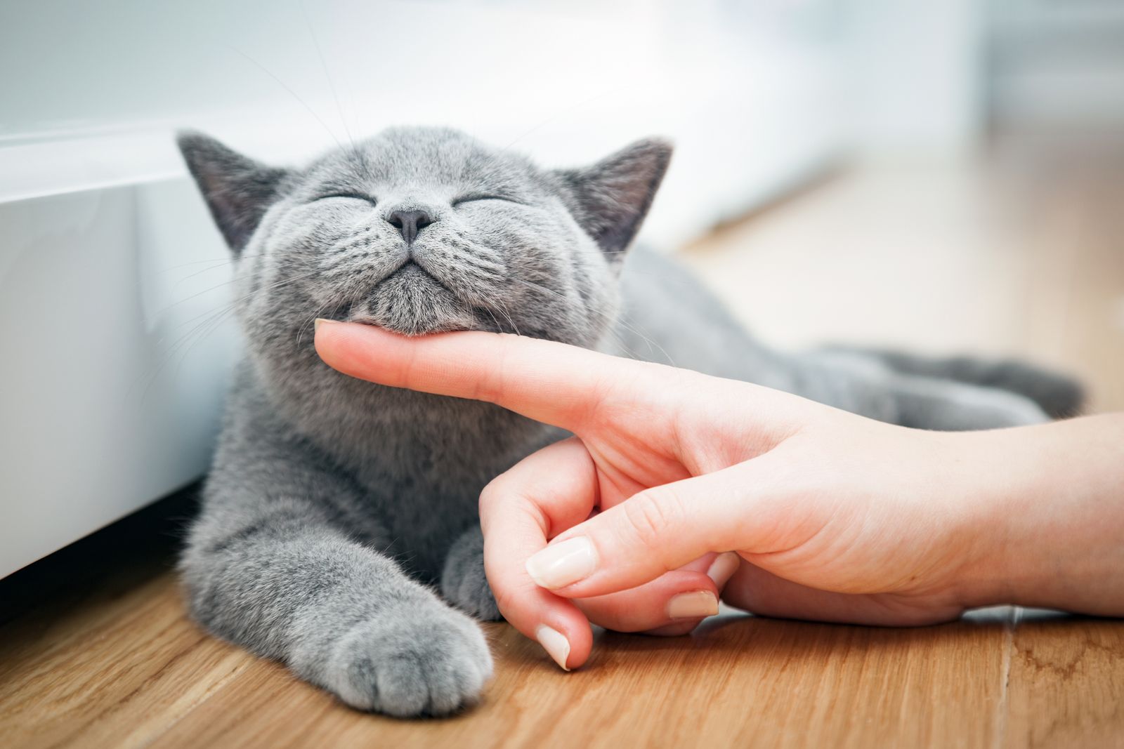 Una gato acariciado.