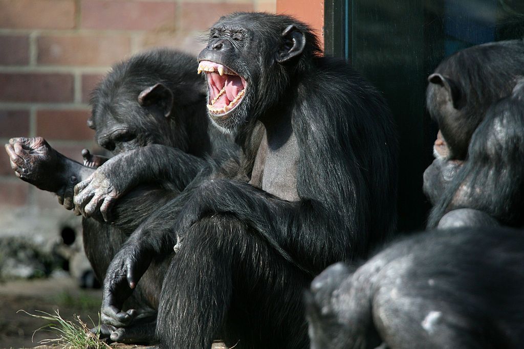 Chimpancs en el zoológico Taronga de Sídney 6 de julio de 2006.