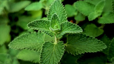 Catnip