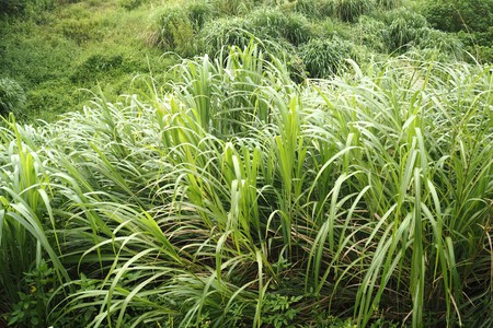 Citronela