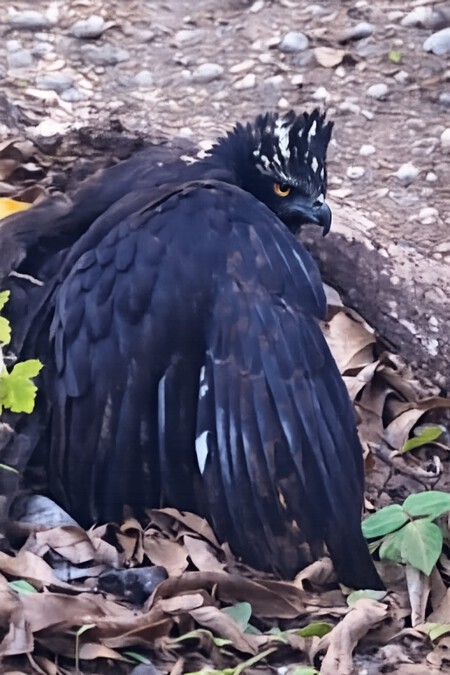 Foto 1 Aguila Tirana Spizaetus Tyrannus