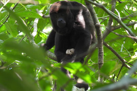 Monos Aulladores Veracruz Microplasticos Xataka Mexico
