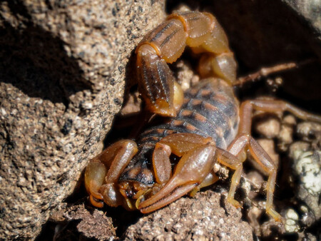Fosil Escorpion