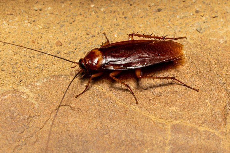 cucaracha y sus genes