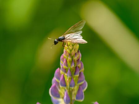 Hormiga