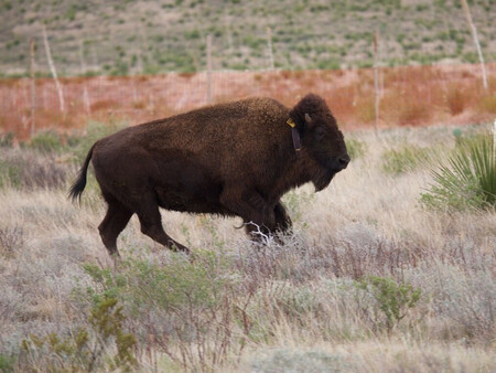 Bisonte Crecimiento