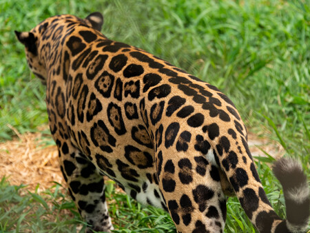 Jaguar