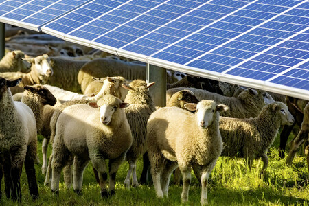 Ovejas Paneles Solares