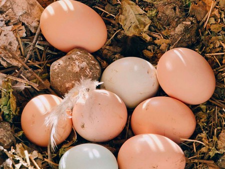 Huevos