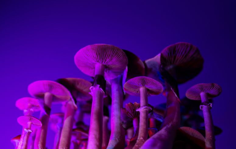 hongos alucinógenos con psilocibina