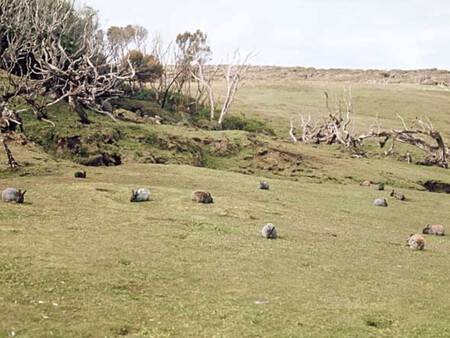 Dejar Conejos