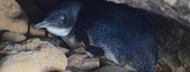 Quedaban solo 10 pingüinos en esta isla, pero la insólita idea de un granjero los salvó de la extinción