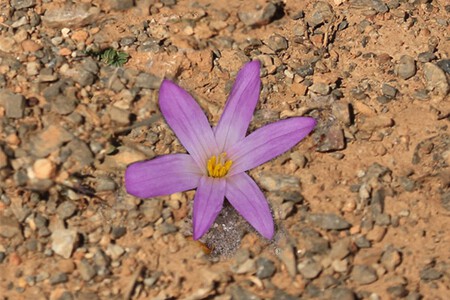 Quitameriendas Floracion